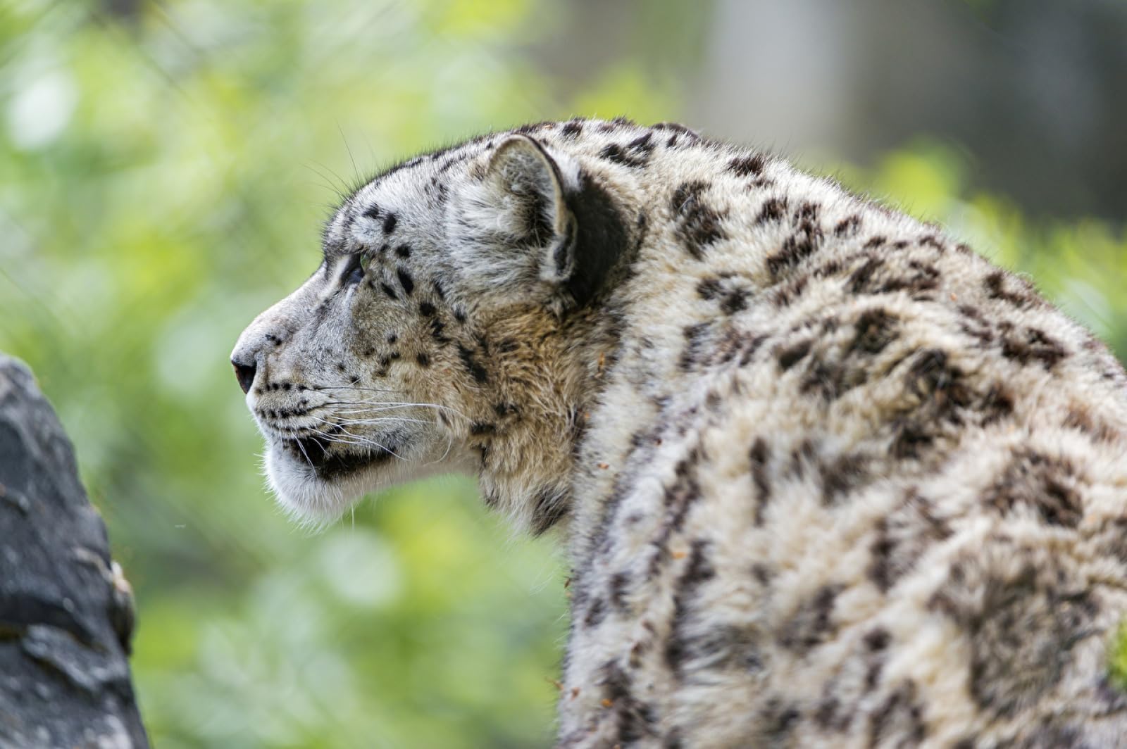 Puzzle Imposible Puzzle 1500 Piezas Leopardo de Las Nieves Animal 87x57cm