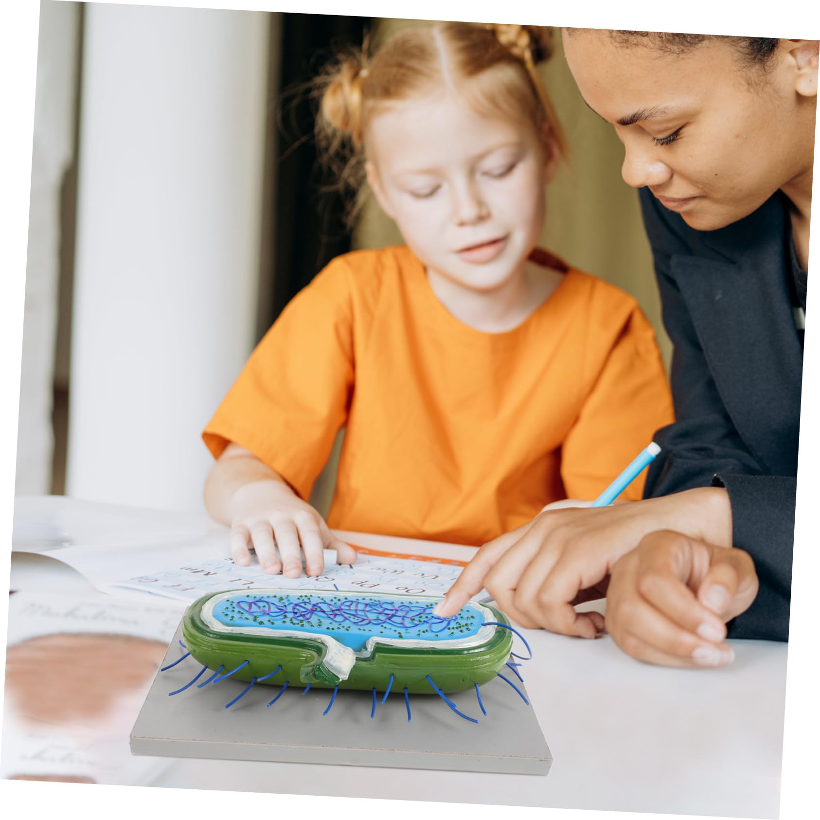 Toddmomy Anatomico di Cellule in Pvc per Insegnamento Biologico Struttura Realistica, Strumento Educativo per Laboratorio e Didattica Scolastica