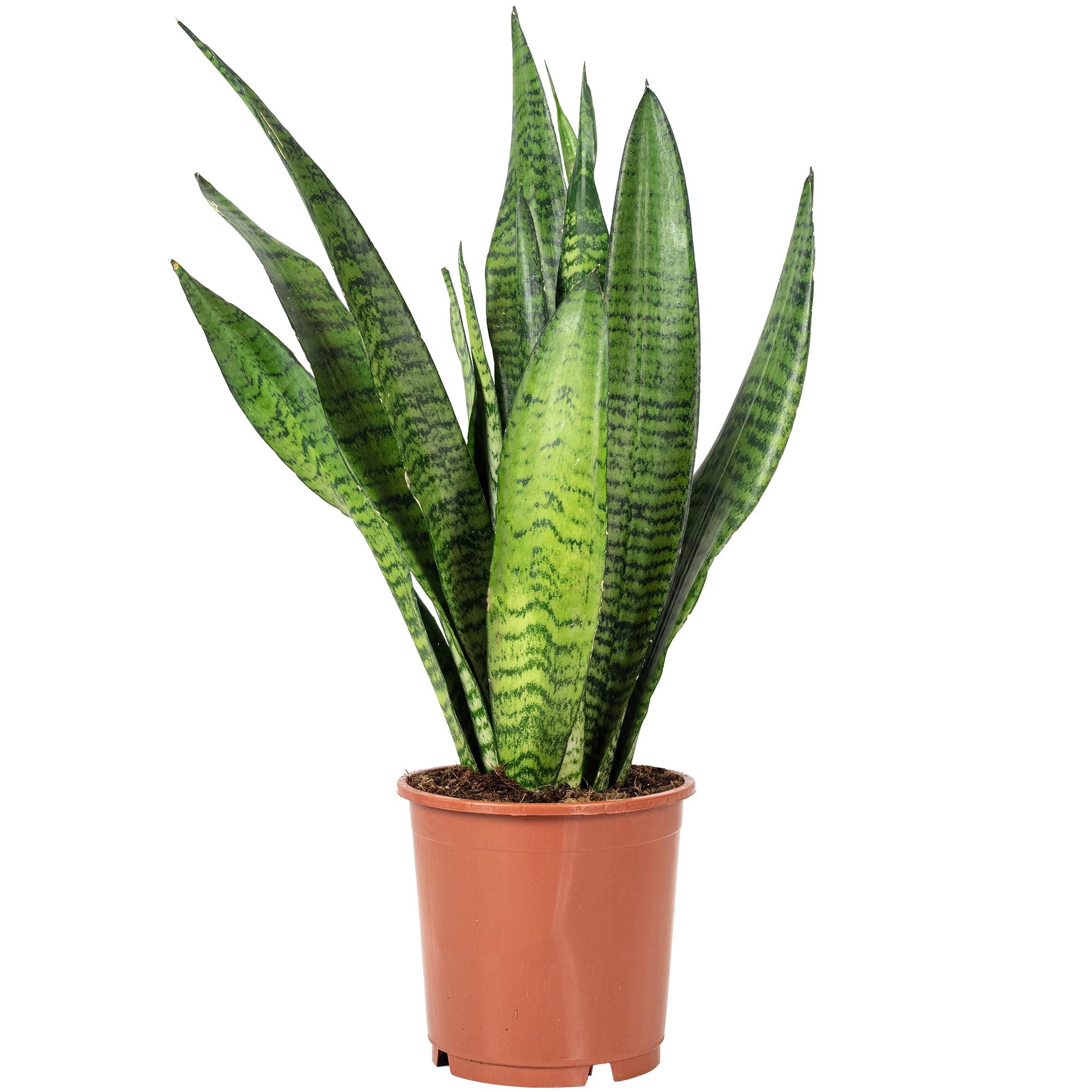 Sansevieria zeylanica - Planta de interior fácil de limpiar, altura aprox. 45 cm, diámetro de maceta de 14 cm
