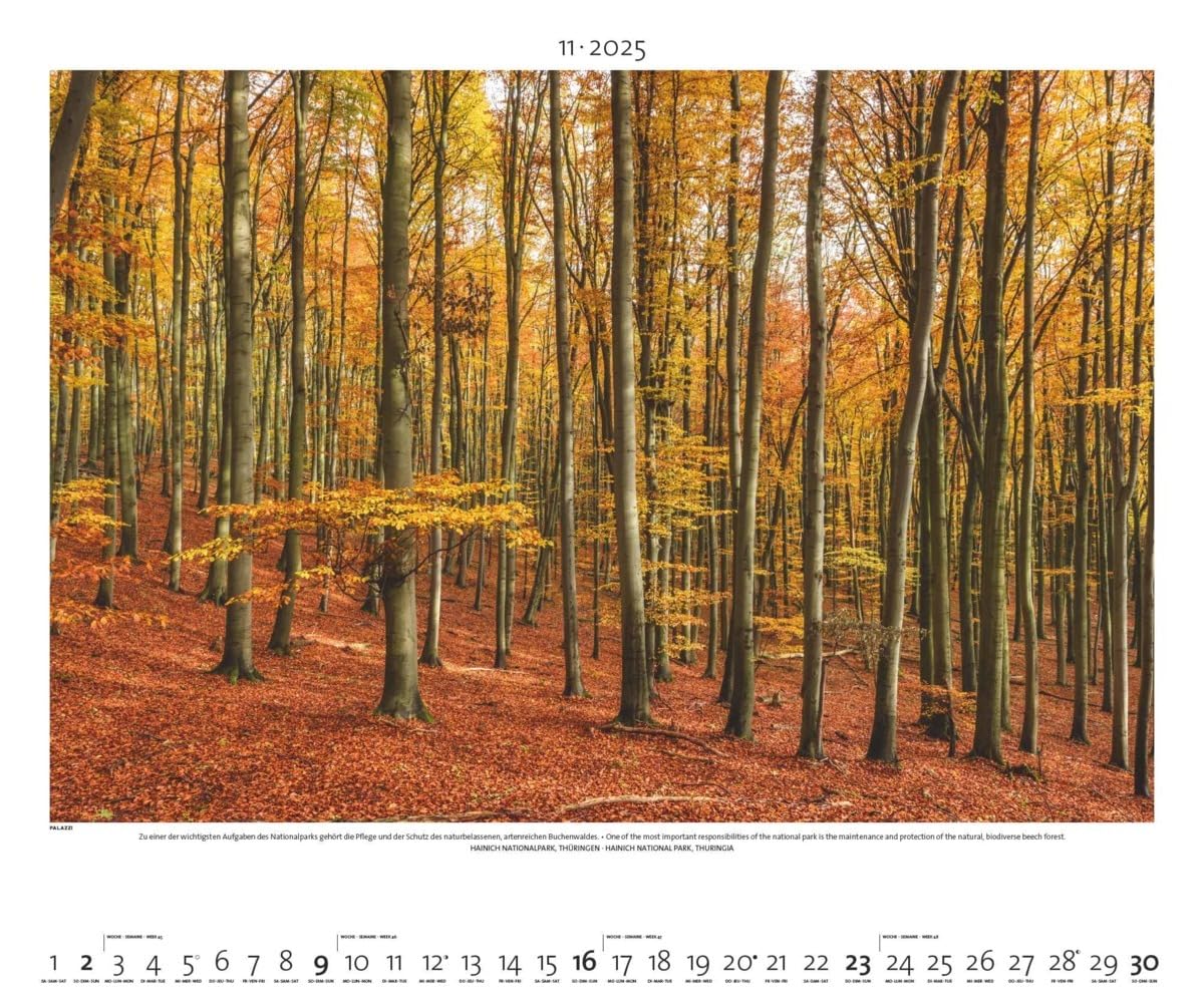 PALAZZI - Naturland Deutschland 2025 Wandkalender, 60x50cm, Posterkalender mit schönen Bildern aus Nationalsparks und Naturschutzgebieten, Felder, Wiesen und Wälder