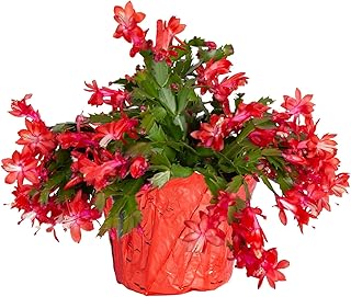 Costa Farms Christmas Cactus Live Plant in Holiday Gift Wrap Pot, Easy t...