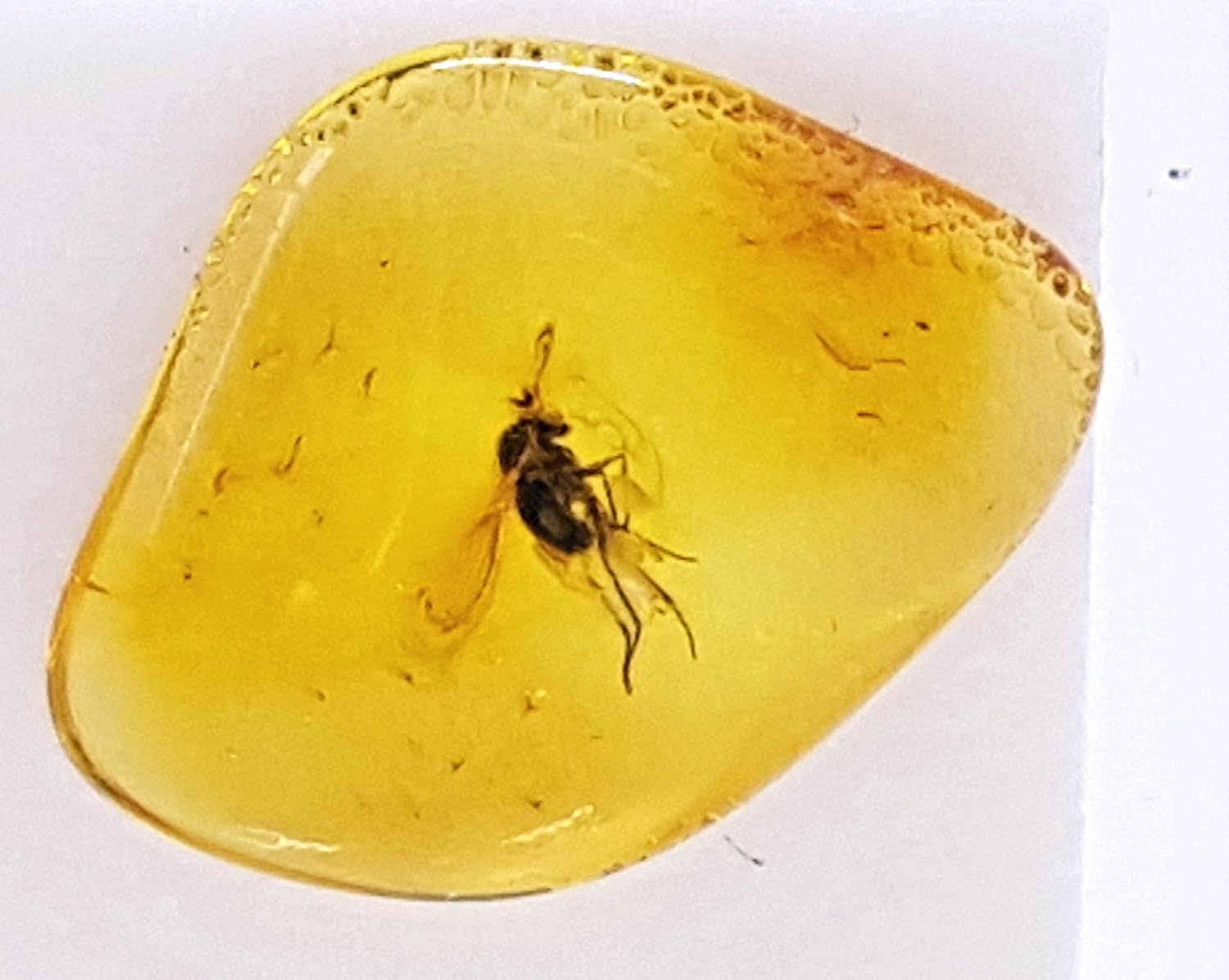 Genuine Fossil Baltic Amber with Inclusion with Magnifying Box/Beautiful Museum Grade : Baby