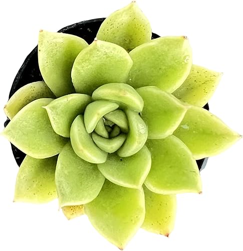 Miniatura 2 de Sprout N Green Echeveria 'Gilva', planta suculenta viva totalmente enraizada en macetas de 2 pulgadas con mezcla de tierra, planta de interior real