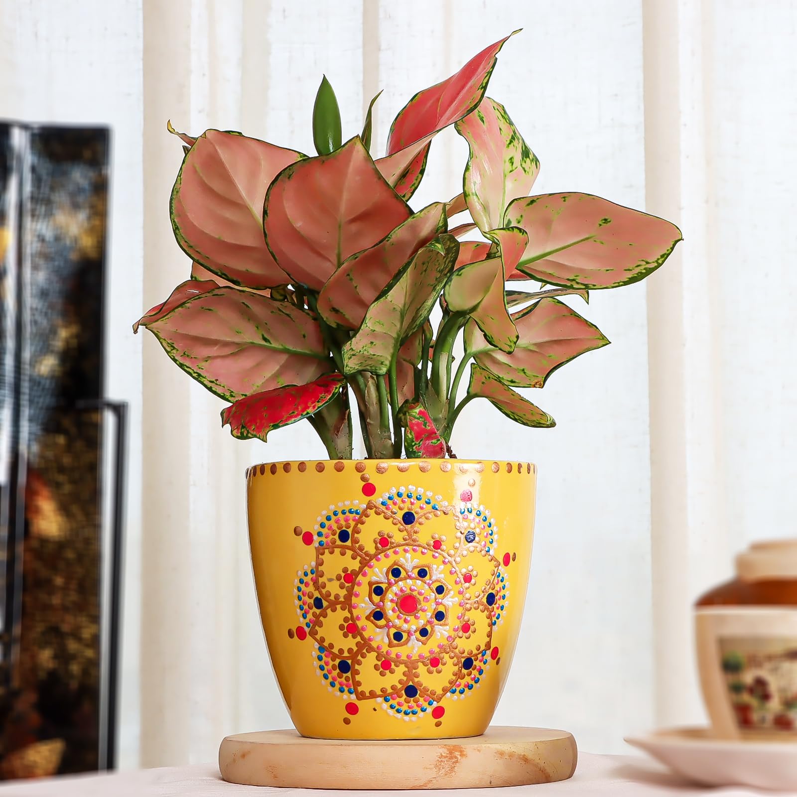 Flora Dlite Pink Aglaonema Plant with Plant Pots, Yellow Mandala Pot, Indoor Live Plant for Home D�cor (B0D8V1S4GY) Amazon Price History, Amazon Price Tracker