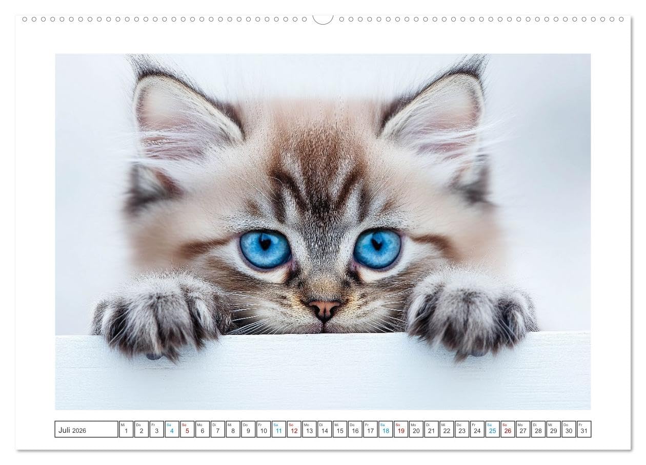 Samtpfoten-Sinfonie (hochwertiger Premium Wandkalender 2026 DIN A2 quer), Kunstdruck in Hochglanz: Katzen schenken Liebe ohne Worte, begleiten uns mit ... unsere Sorgen fort. (CALVENDO Tiere)
