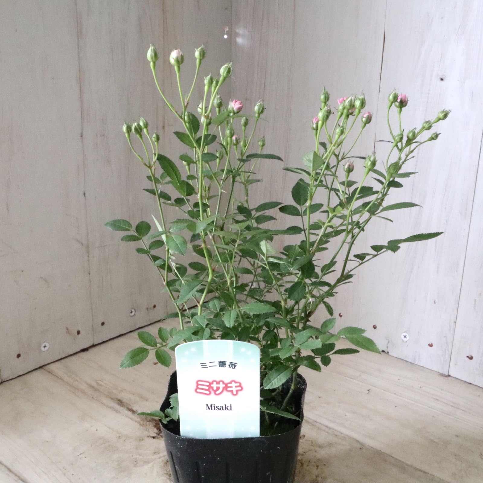 Amazon｜小さなバラ みさき ミニバラ 極小輪バラ｜観葉植物 オンライン通販