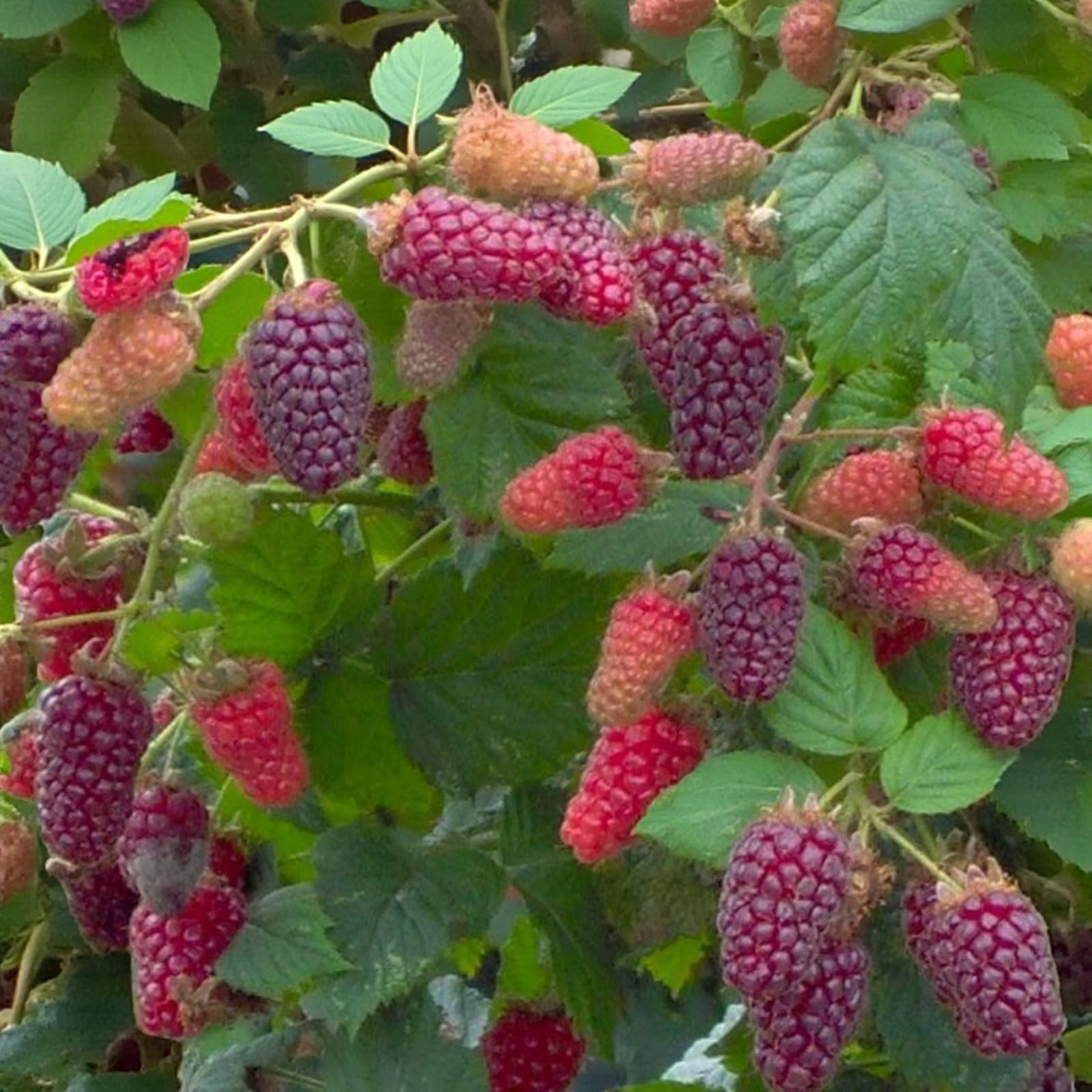 Carbeth Plants Tayberry Fruit Plant in 9cm Pot - Raspberry & BlackBerry Hybrid Fruit - Heavy Cropping Buckingham, Medana or Mixed Varieties for Garden (Mix of 6, 6)