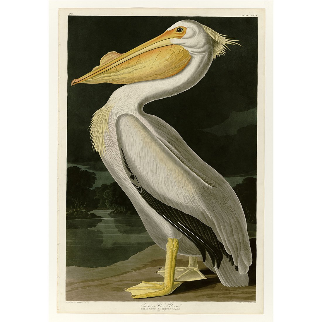 Meishe Art Poster Print Retro Vintage Birds Antique Red Flamingo Pelican Wild Animals Decorative Illustration Home Wall Decor (D)