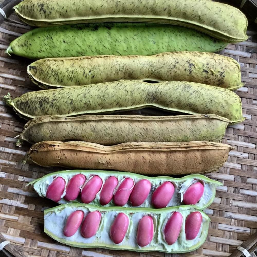 Sword bean seeds (15 seeds per pack) (B0CVVKVT87) Amazon Price History, Amazon Price Tracker