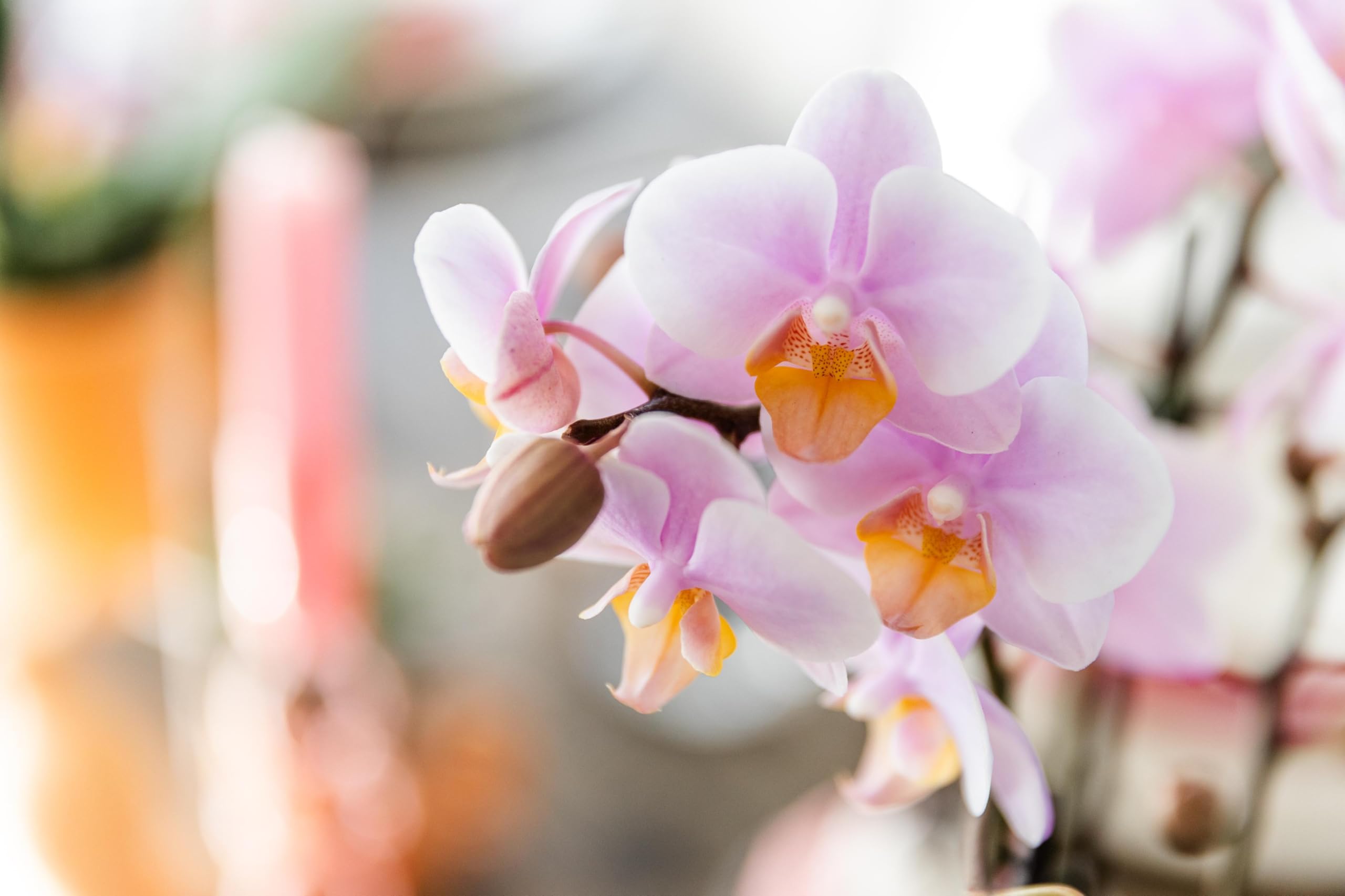 Rose Orchidee (Phalaenopsis)