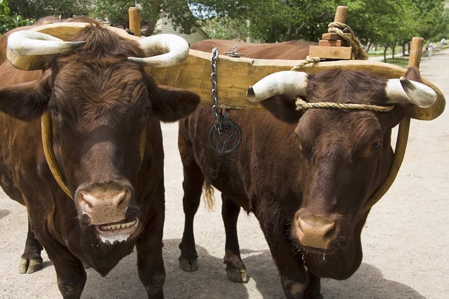 Amazon.com: Wallmonkeys WM16339 Pair of Oxen with Yoke Peel