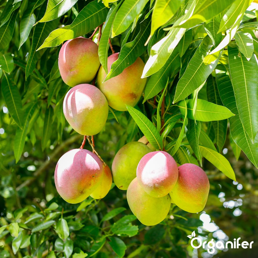 Fertilizzante liquido organico 1L per mango – crescita ottimale e frutti rigogliosi – Organifer