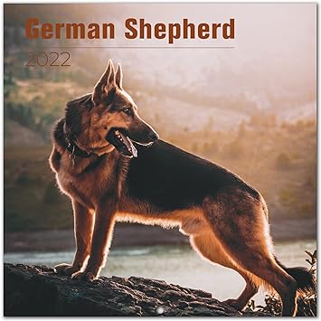 german shepherd dog amazon