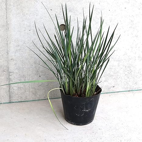 Amazon Co Jp ディアネラ リトルレブの苗 5号ポット 品種で選べる多年草カラーリーフ オーナメンタルプランツ苗 5号ポット 1個売り 学名 Dianella Little Rev ユリ科 キキョウラン属 耐寒性多年草 原産地 オーストラリア南東部 花期 春 草丈 40cm程度 まだ日本 Amazon Co Jp ディアネラ リトルレブの苗 5号ポット 品種で選べる多年草カラーリーフ オーナメンタルプランツ苗 5号ポット 1個売り 学名 Dianella Little Rev ユリ科 キキョウラン属 耐寒性多年草 原産地 オーストラリア南東部 花期 春 草丈 40cm程度 まだ日本