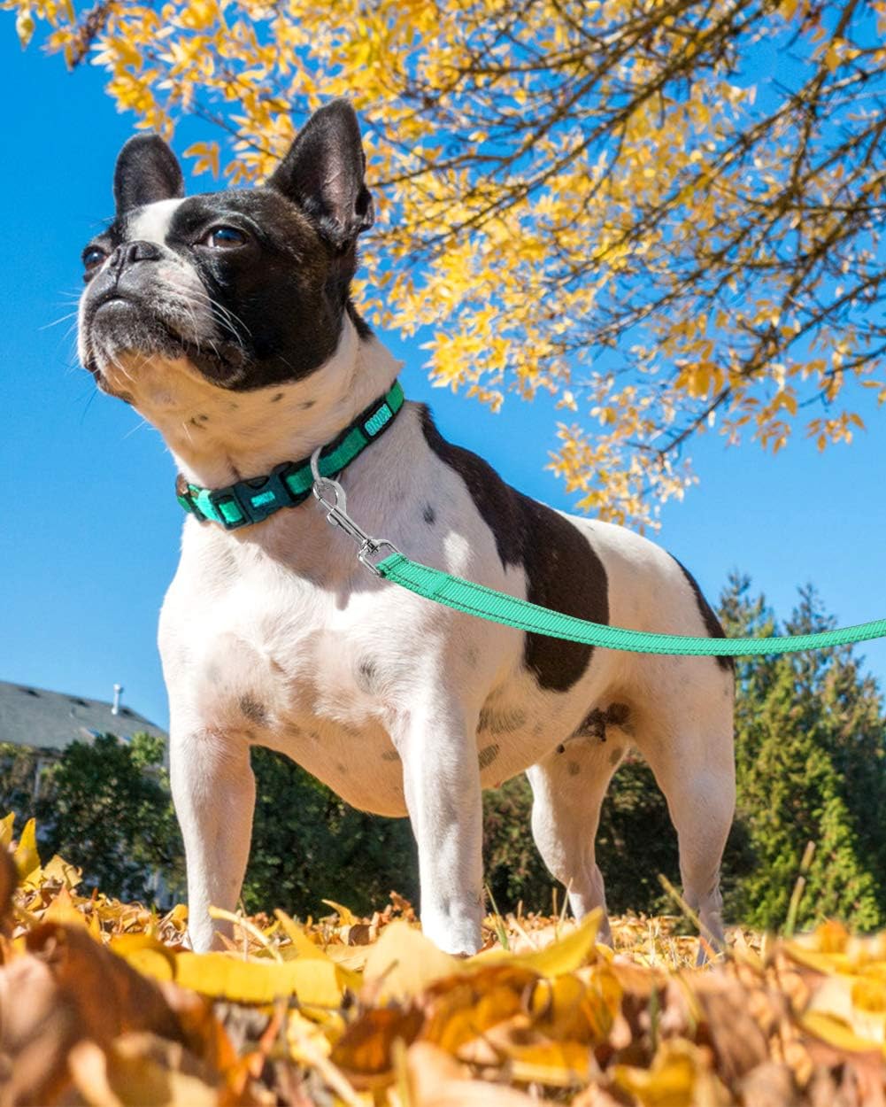 Joytale Reflective Nylon Dog Leash, Padded Handle Dogs Leashes for Walking,Training Lead for Medium & Small Dogs, 6FT,Teal : Pet Supplies