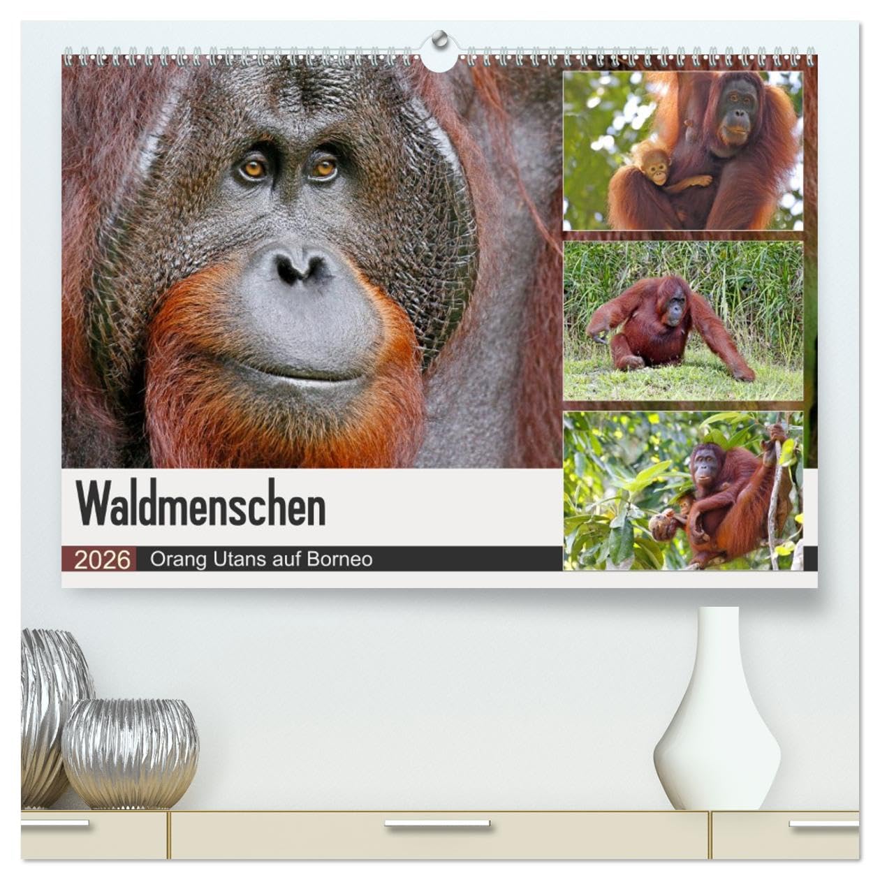 Waldmenschen - Orang Utans auf Borneo (hochwertiger Premium Wandkalender 2026 DIN A2 quer), Kunstdruck in Hochglanz: Orang Utans - Begegnungen auf Borneo (CALVENDO Tiere)