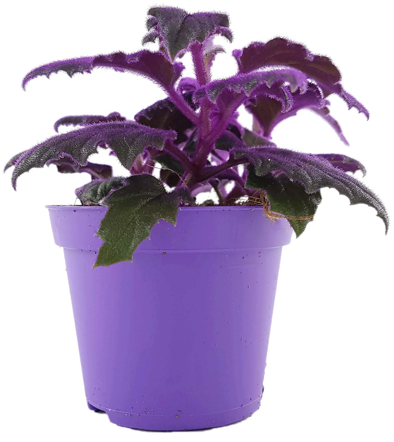 violette Samtnessel - Gynura aurantiaca - fantastische Zimmerpflanze fr  einen hellen Fensterplatz - beeindruckender Schimmer der Bltter - eine  auergewhnliche Zimmerpflanze : Amazon.de: Garten