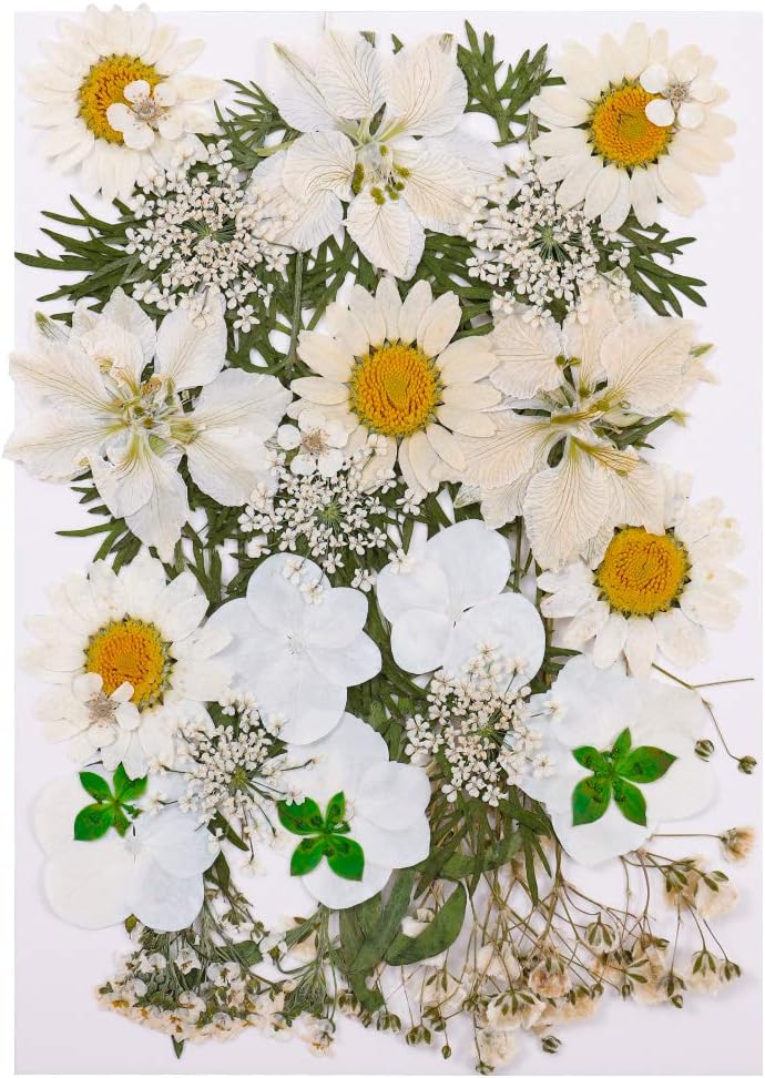 QINREN Pressed Dried Flowers Mixed, Natural Dried Flowers Pressed Mixed Dried Real Flowers Pressed Daisies Flowers Pressed Leaves DIY Art Craft Card Making Bookmarks Scrapbooking(White)
