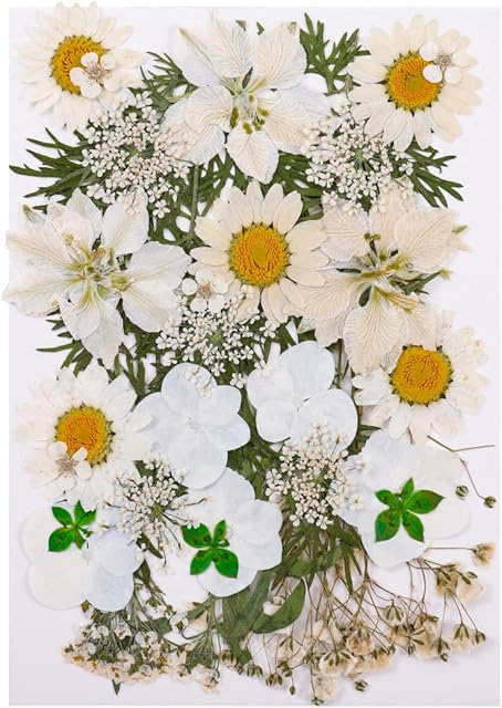 QINREN Pressed Dried Flowers Mixed, Natural Dried Flowers Pressed Mixed Dried Real Flowers Pressed Daisies Flowers Pressed Leaves DIY Art Craft Card Making Bookmarks Scrapbooking(White)
