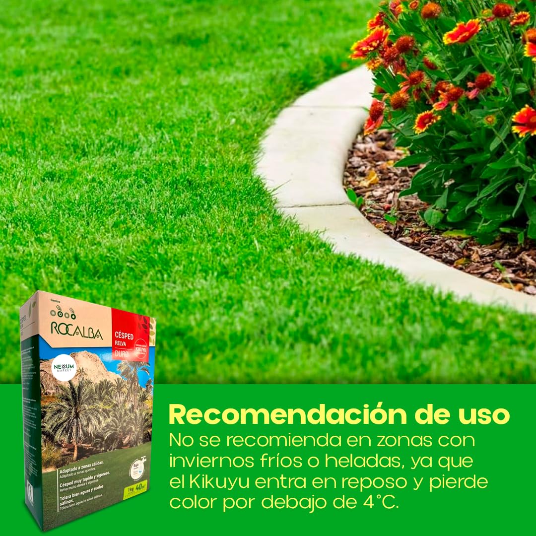 Semillas de Césped con Kikuyu Duro 1 kg | Resistente al Pisoteo y Agua Salina | Bajo Mantenimiento | Ideal para Zonas Secas | Suelos Difíciles | Cobertura 40 m2 | Mezcla Profesional | Nexum Market