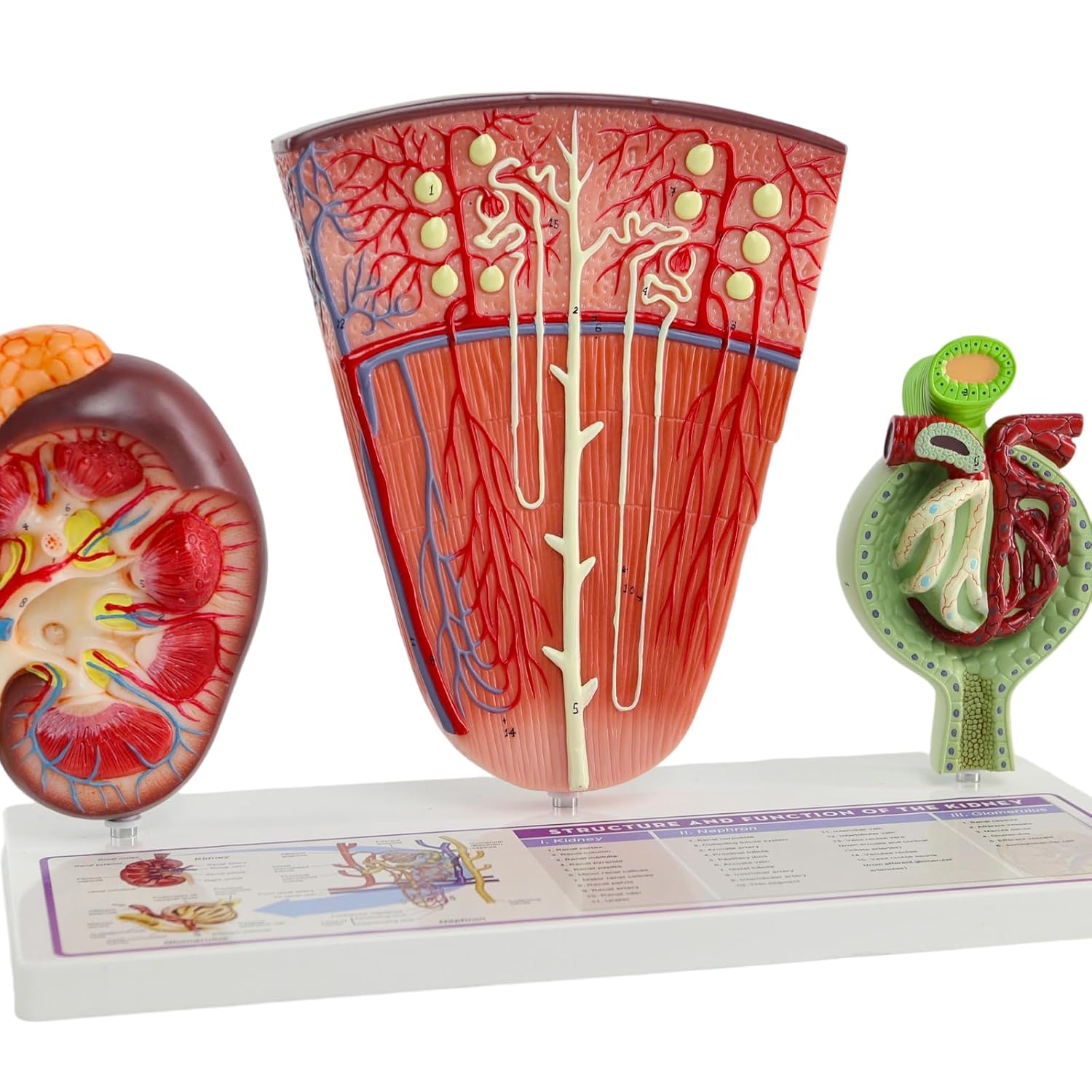 Human Kidney Anatomy Model with Nephron & Glomerulus – 3-Part Renal Structure Model with Base – Medical Anatomical Teaching Model for Students, Nurses, and Clinics