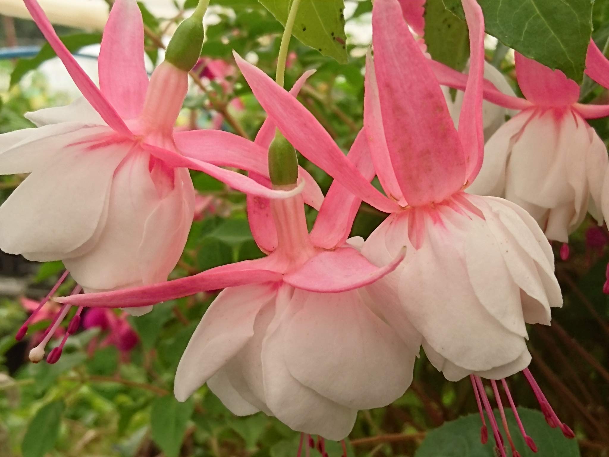 Amazon | フクシア 苗 ナンシールー | 花