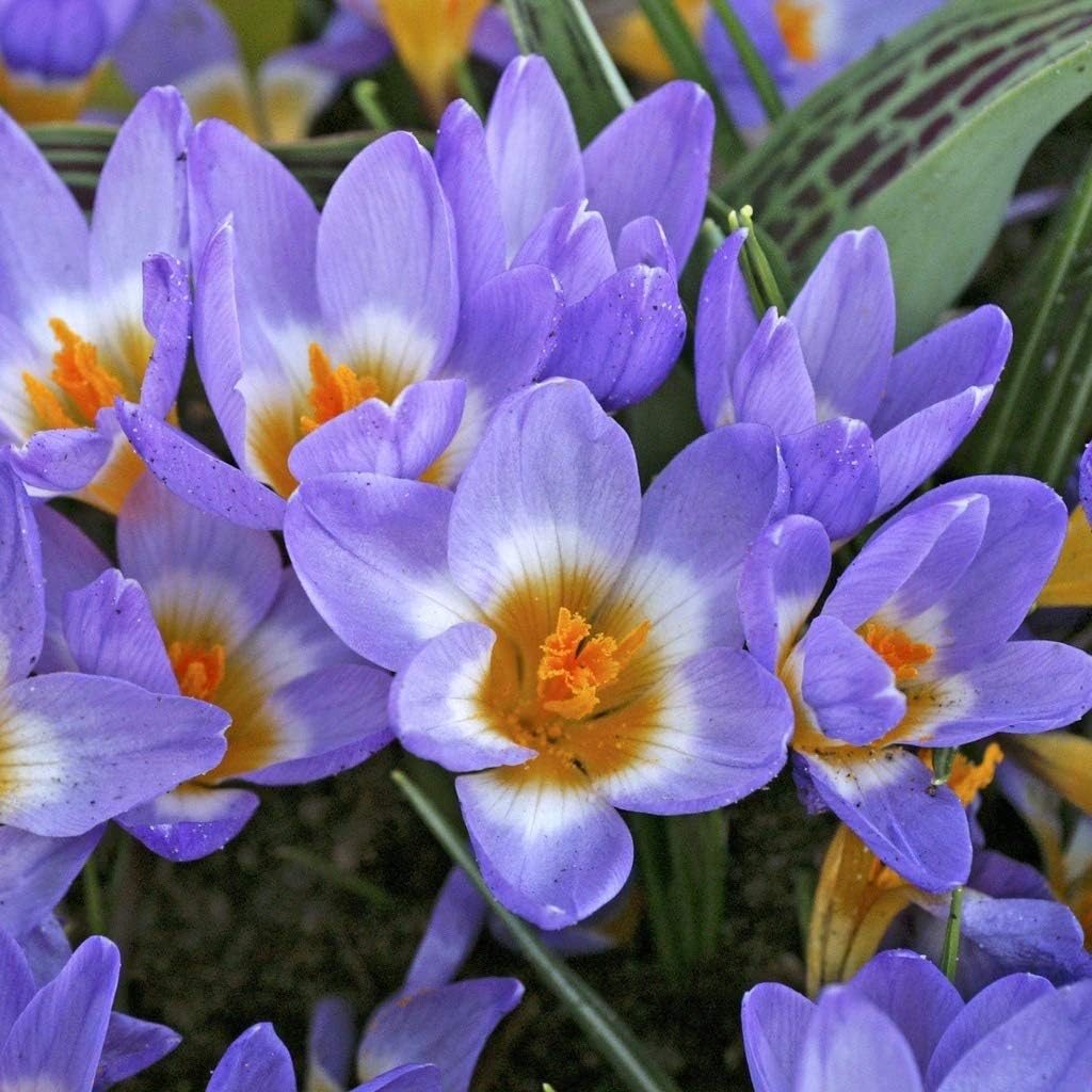 クロッカス球根 高い発芽率 植える価値がある 庭の植物 世界に有名な クロッカス球根 高い発芽率 植える価値がある 庭の植物 世界に有名な