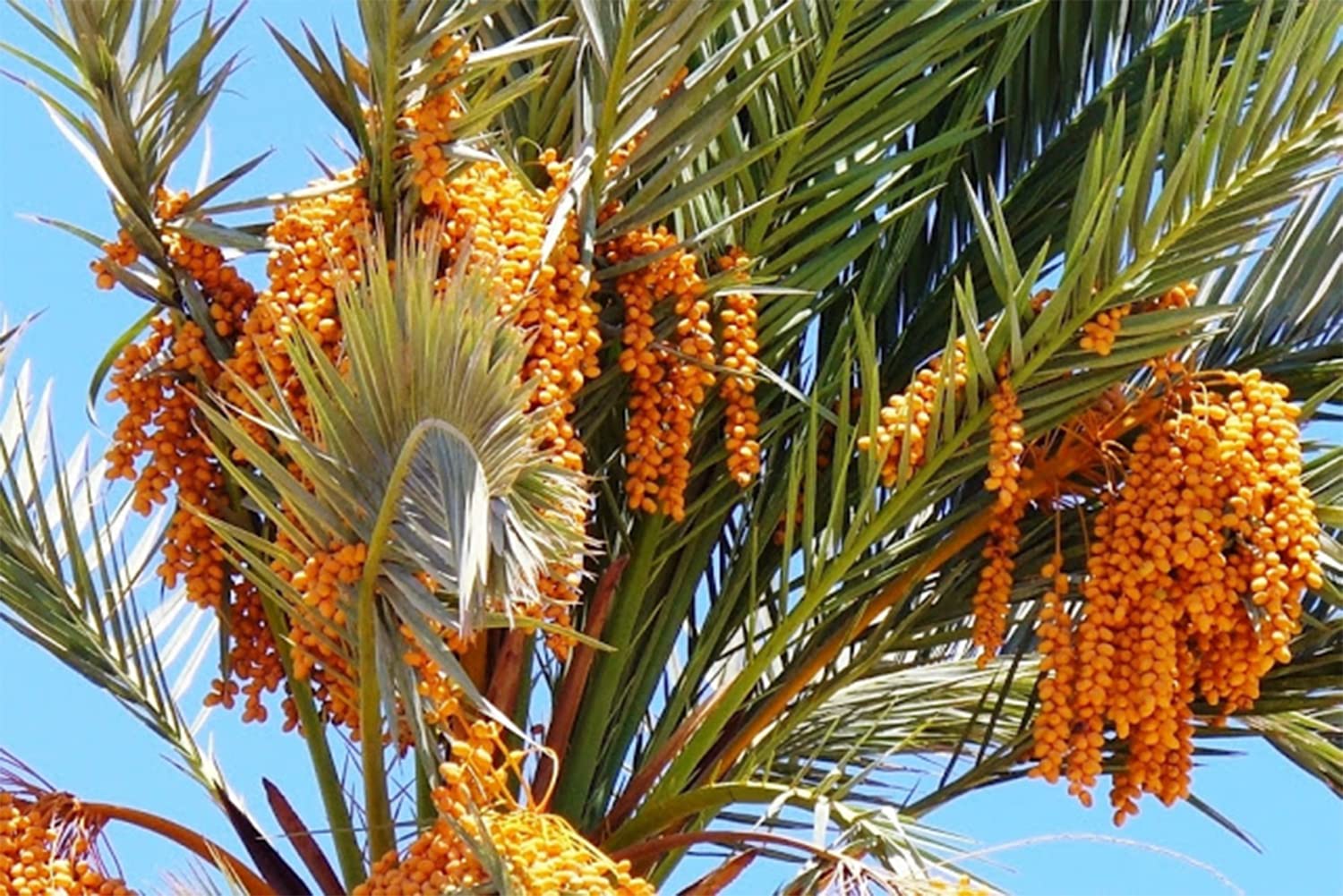 California MEDJOOL DATES Fresh Harvest Recloslable Bags Naturally Grown in California