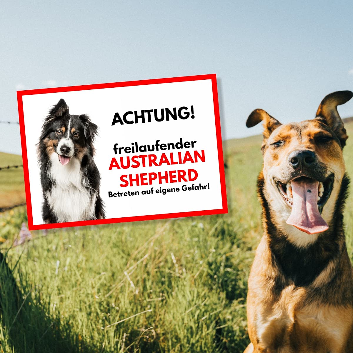 Australian Shepherd Türschild – 20x14 Cm, Aluverbund, Bedruckt Mit „Genehmigung“-Spruch
