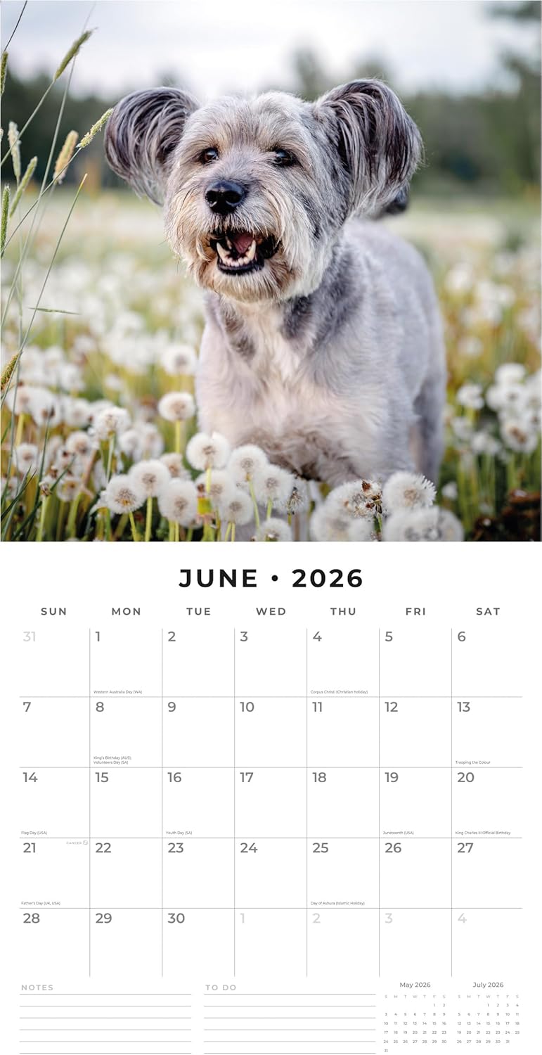 Red Robin 2026 Schnauzers Monthly Wall Calendar | 12" x 24" Open | Premium Thick & Sturdy Paper | Hangable 12 Month Calendar | Lined Notes & To Do Area | Vivid Images | Plastic Free - Image 6