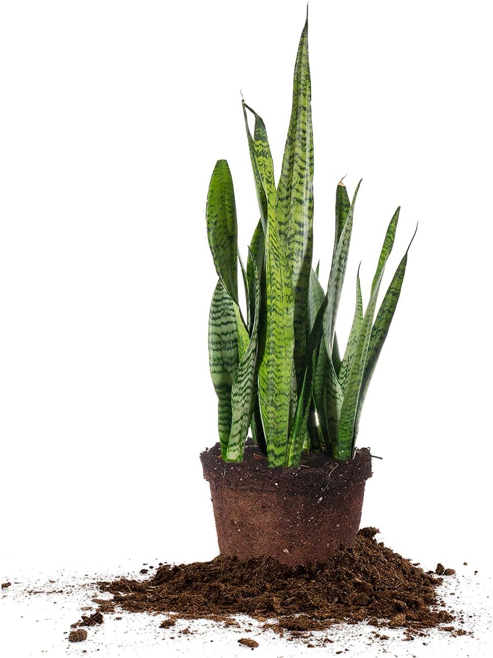 Perfect Plants Sansevieria Zeylanica Snake Plant | 16in Tall | Easy Care | Thrives in Low to Bright Light, Air Purifying 6in. Grower's Pot