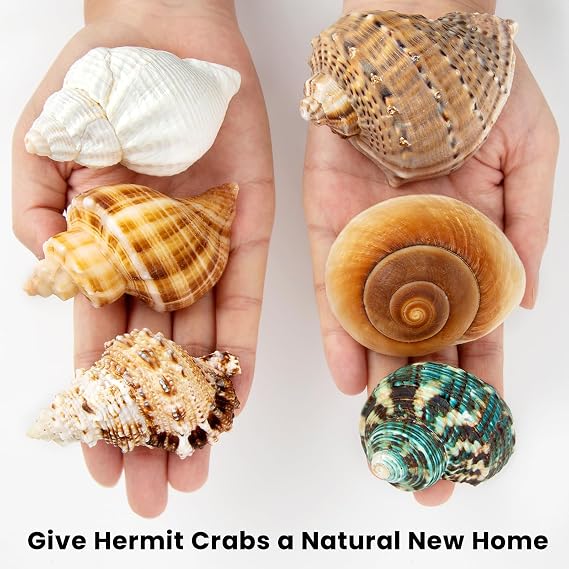 6PCS Hermit Crab Shells Medium to Large 2.3-3.5 Shells, Opening 1-2.1