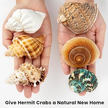 6PCS Hermit Crab Shells Medium to Large 2.3-3.5 Shells, Opening 1-2.1
