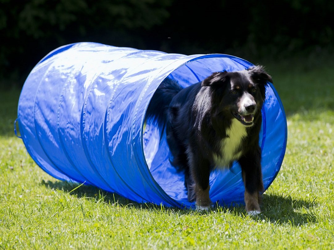 NATIV Tunnel für Hundetraining, Agility Training für Hunde, Hundesport