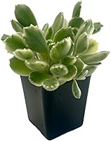 Vista 1 de Fat Plants San Diego Living Suculentas de interior y cactus enraizados en macetas de plástico con tierra (2.5 pulgadas, pata de oso abigarrada)