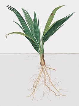 LIVESTOCK Vintage Flower Wall Art Print Pianta di Palma di un Anno - Date Palm Tree by Royal Painter Pierre-Joseph Redoute, 18th 19th Century Floral Botanical Poster, Gold frame, 6x8