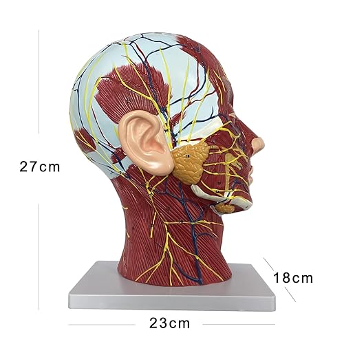 Miniatura 7 de Modelo neurovascular superficial de media cabeza humana con musculatura, modelo de cabeza anatómica de tamaño real para educación en anatomía de