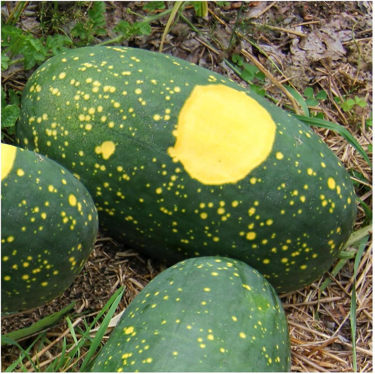 Everwilde Farms - 1 Lb Red Moon & Stars Watermelon Seeds - Gold Vault