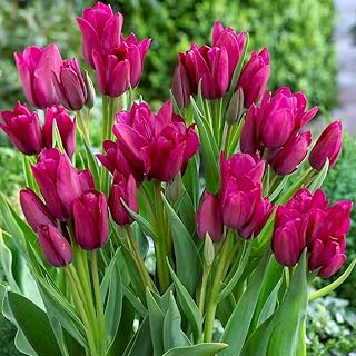 Night Club Multi Flowering Bouquet Tulips - 12/+ cm Bulbs - 5 Bulbs - Fuchsia Pink