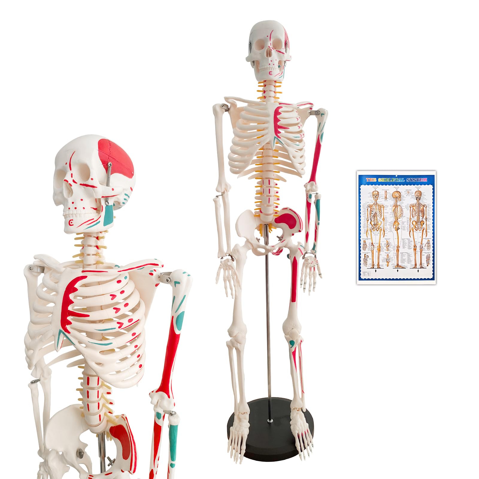 Mini Skelett 85cm mit Muskelfärbung, Kleines Skelett Anatomie Modell, Stehendes Menschliches Skelett-modell für Studenten bzw Medizin Studium (Skelett Farbig 85cm)