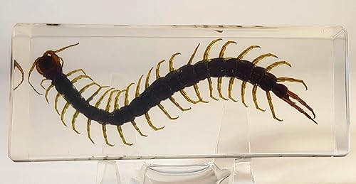 Miniatura 201 de Escarabajo de algodoncillo azul cobalto real de 1.732 in en espécimen de resina de lucita cristalina, insectos, insectos preservados, colección