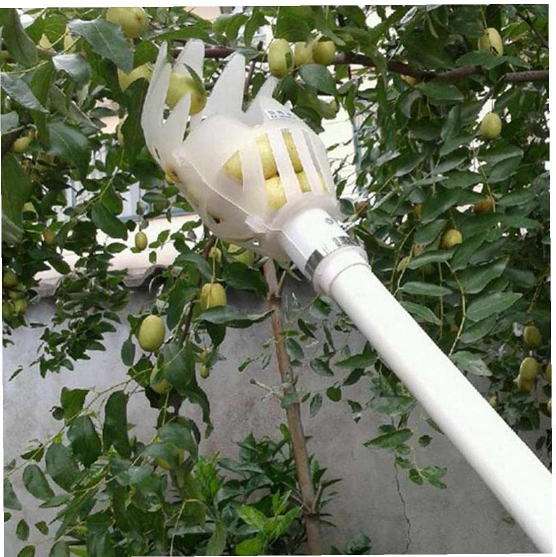 F Fityle Raccoglitore Di Giuggiole, Salva-Lavoro, Raccogli-Frutta - 2