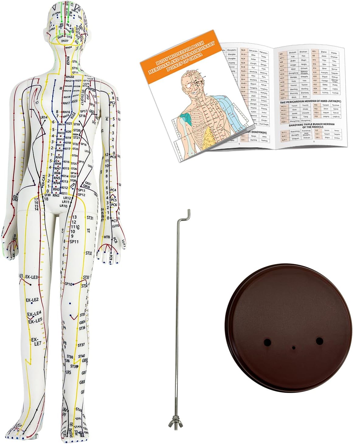 Acupuncture Model, Human Acupoint Model 20.5in Full Body Silicone Professionals Clear Identification with Base for Chinese Medicine Teaching Acupoint Student Demonstration (Female? Female White