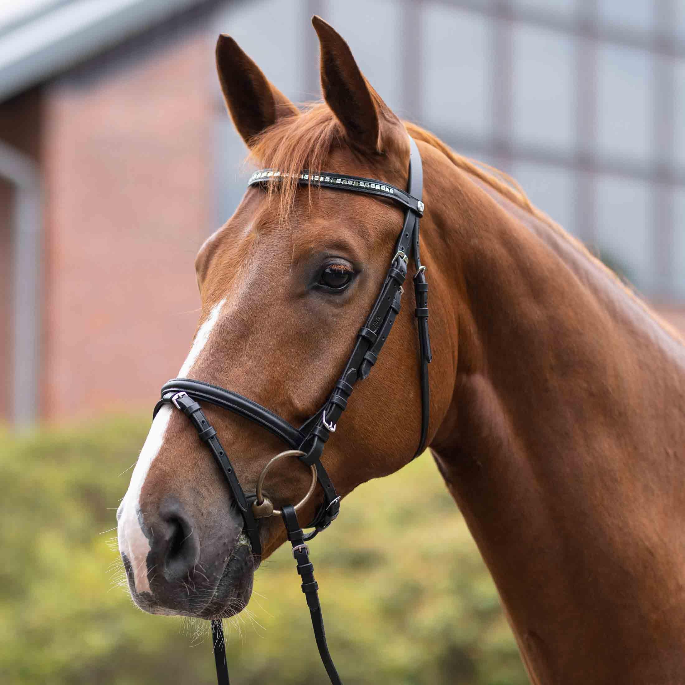 HORZE Weston Padded Leather Snaffle Bridle with Flash Noseband and Web Reins | English Bridle for Horses