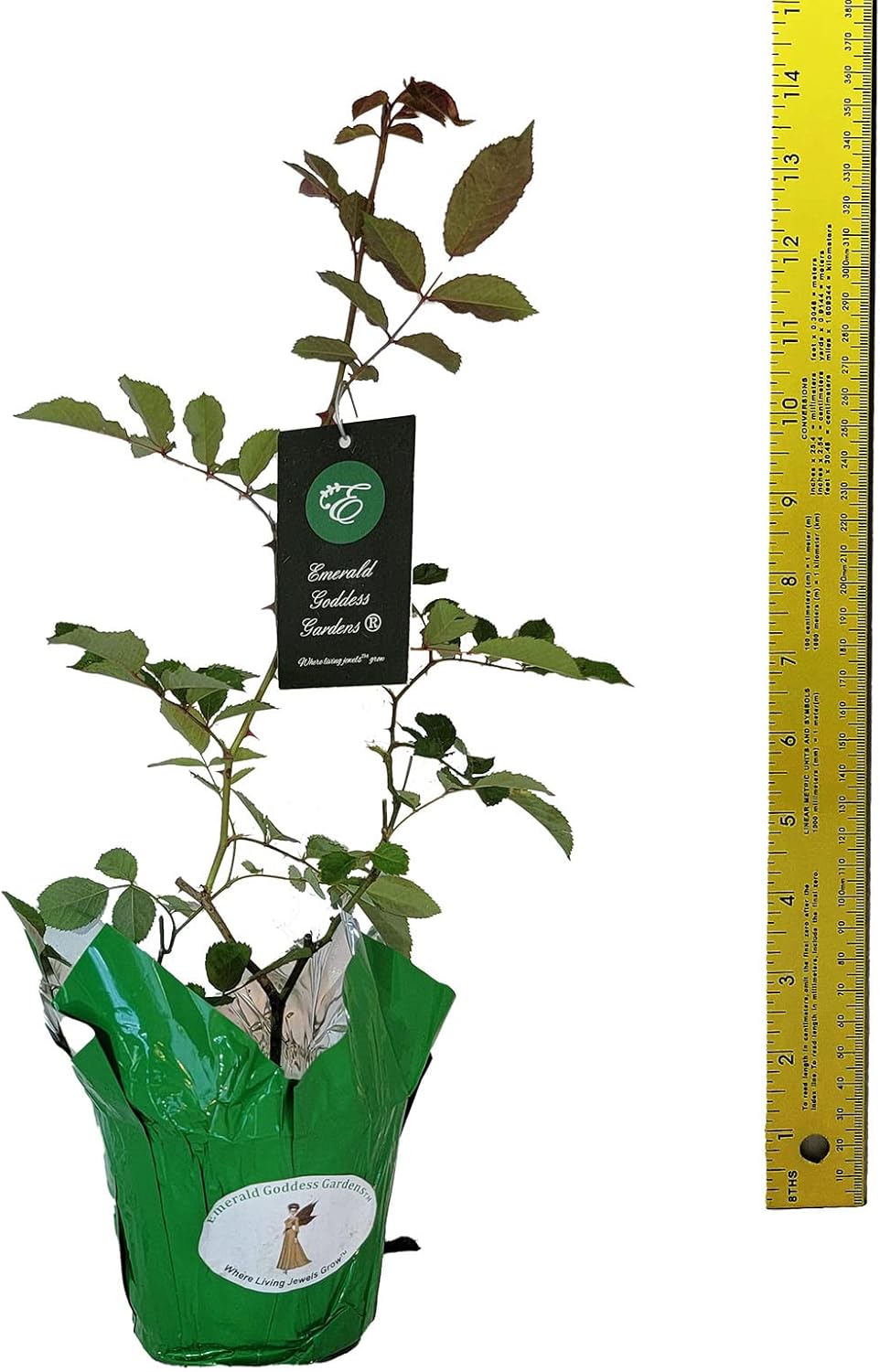 Prom Queen Climbing Rose - Antique Heirloom Rosa Hybrid - Live Plant - Perpetual Fragrant Double White Pink Flower - Emerald's - Starter Size - 4 Inch Pot
