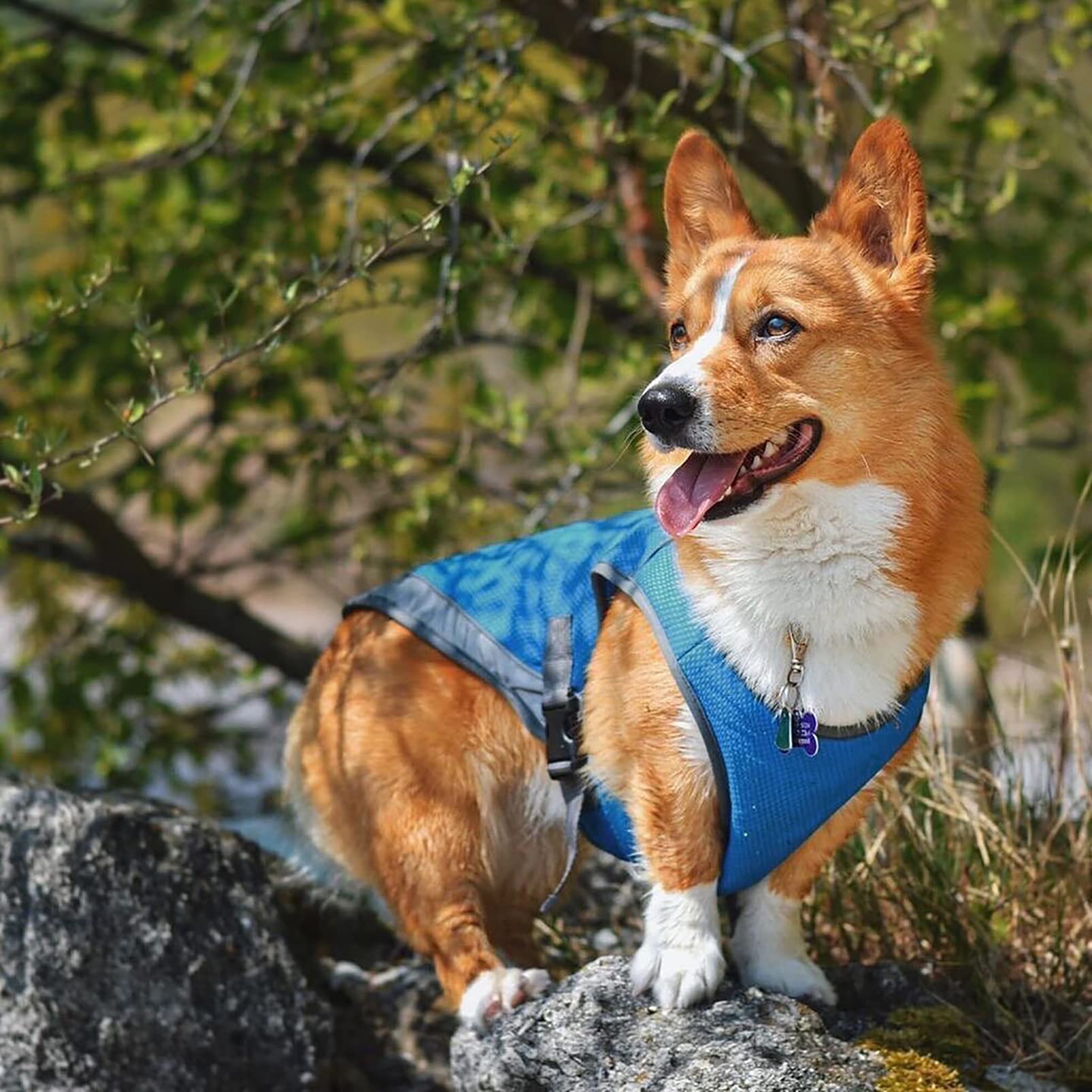CUTTE Kühlweste für Hunde, Verstellbar mit Reflektierendem Streifen Haustierkleidung Angstlinderung Sonnenschutz Atmungsaktive Kühljacke für Hunde,Blue,XXL