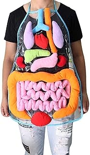 Study Model Human Torso Model Kindergarten Teaching Aids Human Internal Organs, Learning The Internal Organs of Young Children, Teaching Equipment for Early Education Anatomical Model SaiFei