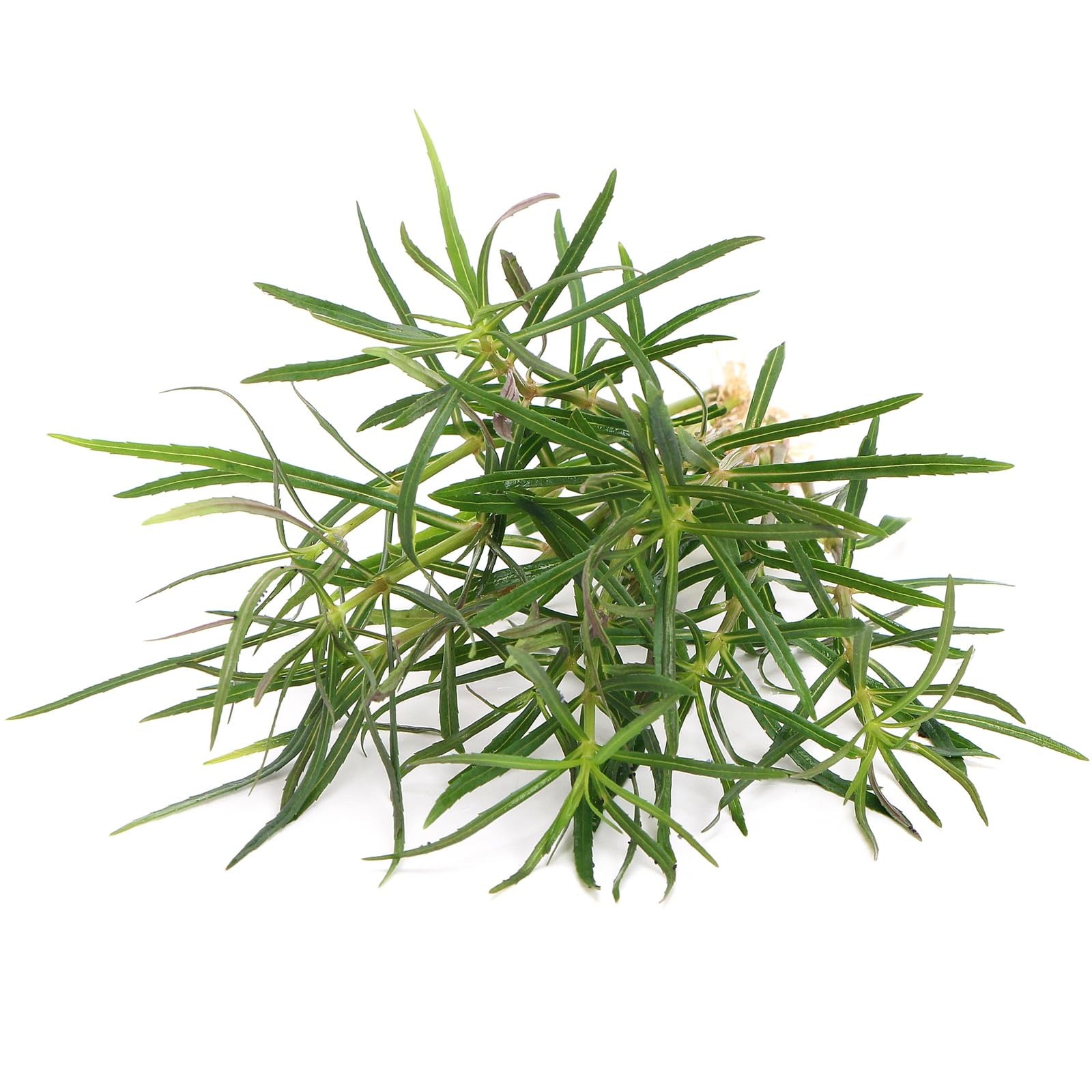 K2AQUA Eustralis Stellata Live Aquarium Plants Delicate Star Shaped Leaves Purple Underside High Light CO2 Required Midground Background Freshwater Aquascape