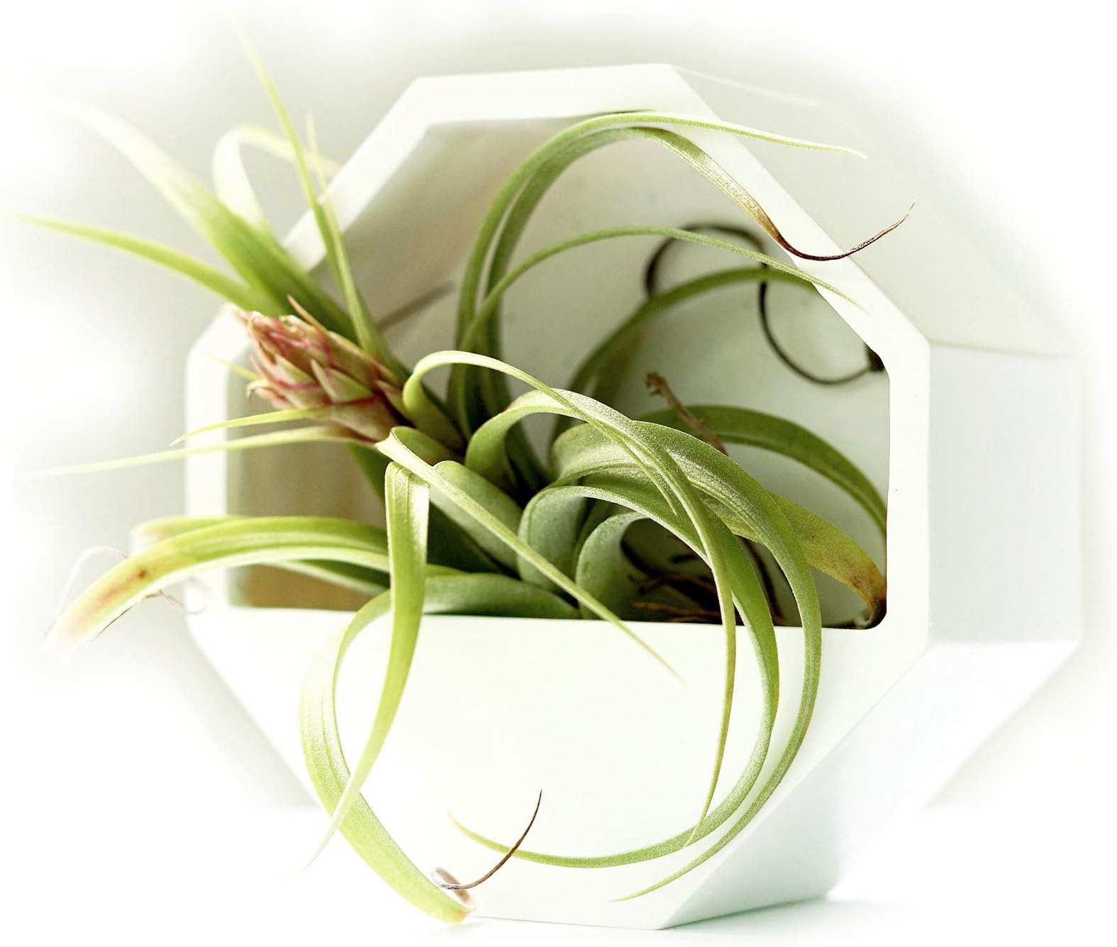 2 Planter Pots for Wall Hanging and Table Modern Design Geometric Plant Holder Vertical Garden Plant Terrarium Ideal for Succulents Tillandsia Air Plants Cactus & Artificial Plants Pots White 2 Pieces