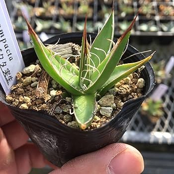 【双子】アガベ フィリフェラコンパクタ アガベ・フィリフェラ「コンパクタ」3号ロングポット | | アガベ